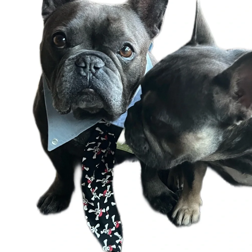 PETEYDESIGNS Dog pirate print Tie/NWT - Picture 6 of 10